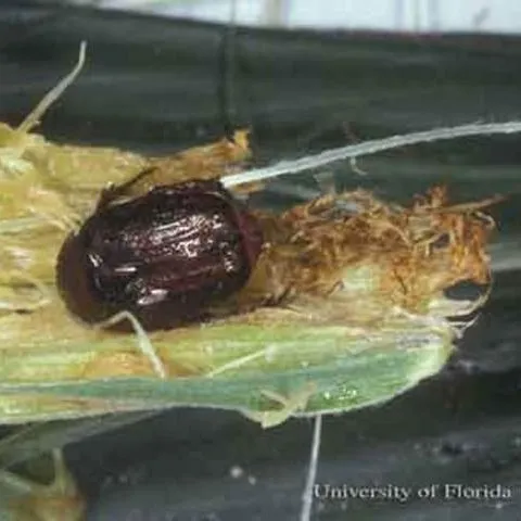 thumbnail for publication: A Flower Beetle, Euphoria sepulcralis (Fabricius) (Insecta: Coleoptera: Scarabaeidae)